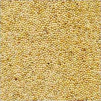 Manufacturers Exporters and Wholesale Suppliers of Millet Seeds Ahmedabad Gujarat